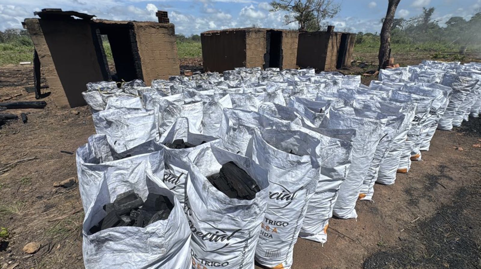 Hileras de bolsas de carbón vegetal llenas, listas para cerrar, frente a los hornos