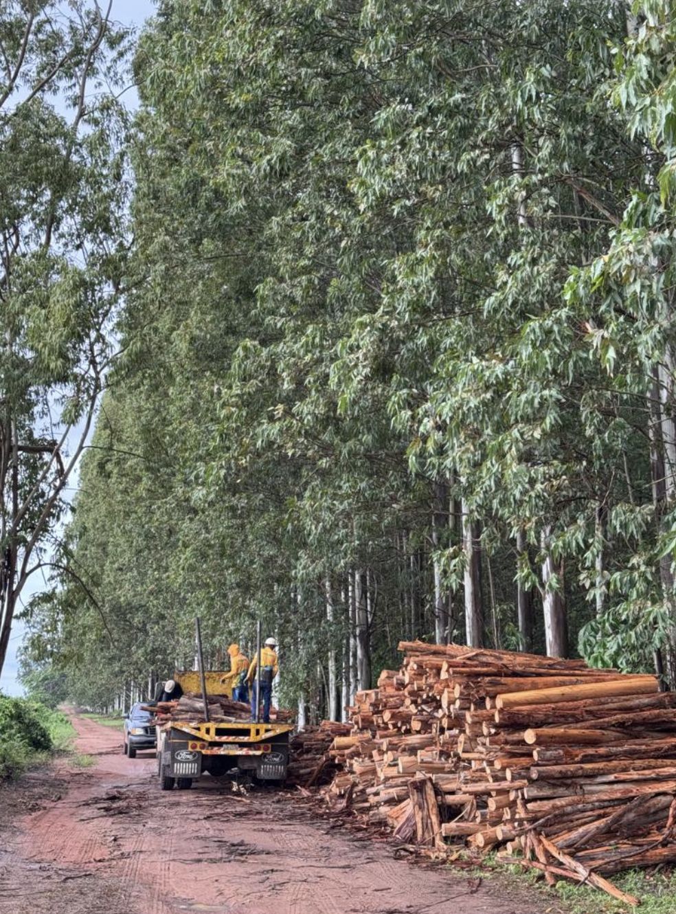 Camión cargando troncos de eucalipto en el camino de la plantación